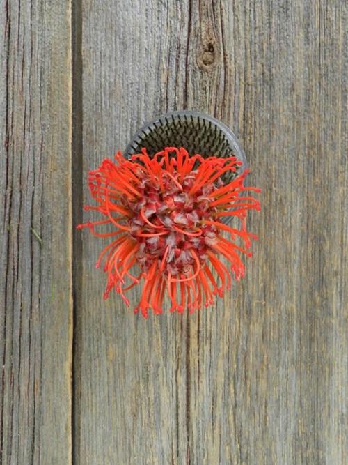 Pincushion Red Protea